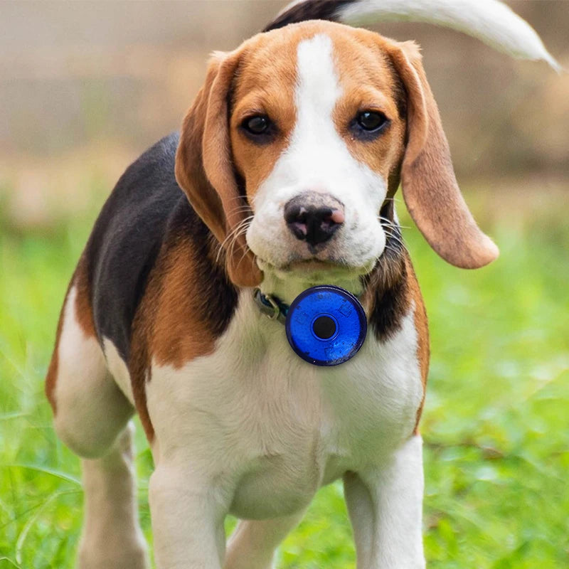 Veilleuse Baladeuse Hérisson pour un chien